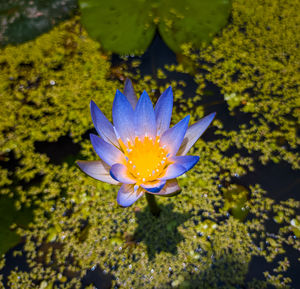 High angle view of purple flower floating on water