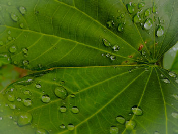 Full frame shot of wet leaves