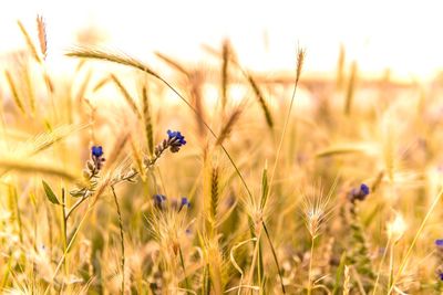 Close-up of purple flowering plants on field