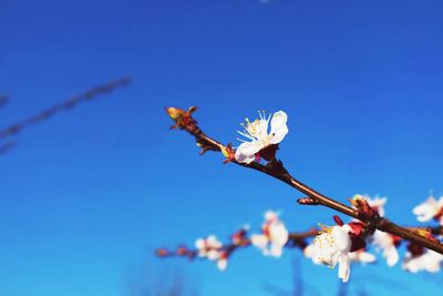 Low angle view of white flowers