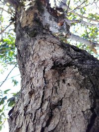 Close-up of tree trunk