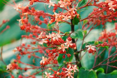 Close-up of red berries on plant