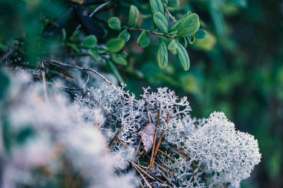 Close-up of snow on land