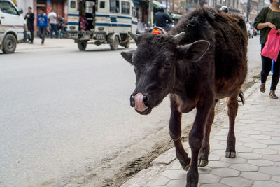 Horses on street in city