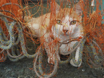 Close-up portrait of a cat