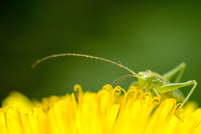 Close-up of yellow flowering plant