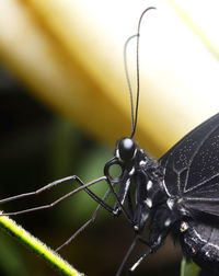 Close-up of butterfly on leaf