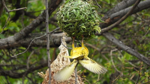 Close-up of yellow flower on branch