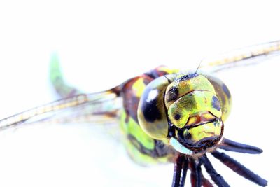 Close-up of over white background