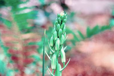 Close-up of plant growing on field