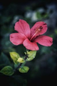 Close-up of pink hibiscus blooming outdoors