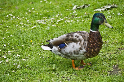 Close-up of mallard duck on grass