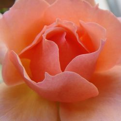 Close-up of pink rose