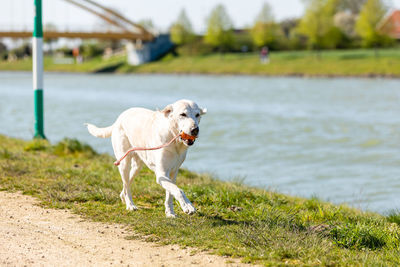 Labrador is playing on a path at a canal