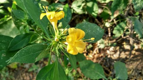 Close-up of yellow flower