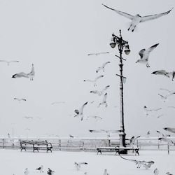 Birds on snow