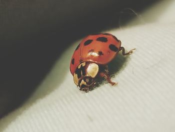 High angle view of ladybug