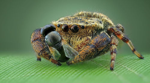 Close-up of spider with insect on leaf