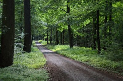 Dirt road amidst trees in forest