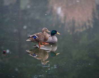 Ducks on frozen lake