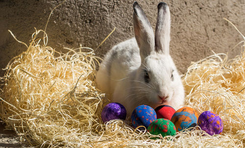 Close-up of rabbit with easter eggs on hay