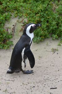 Side view of a bird on ground