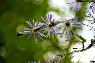 Close-up of flowers growing on plant