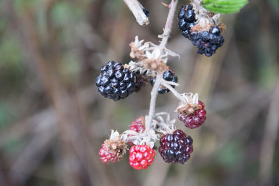 Close-up of berries growing on tree