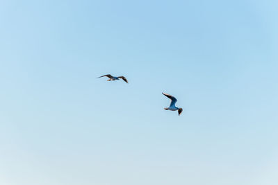 Low angle view of seagulls flying in sky