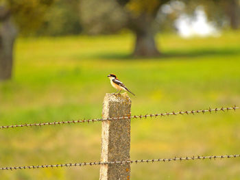 Bird perching on pole against blurred background