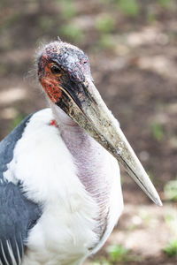 Marabou stork shot outdoors 