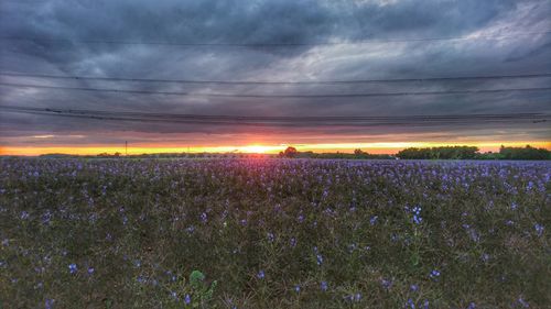 Scenic view of field against sky during sunset