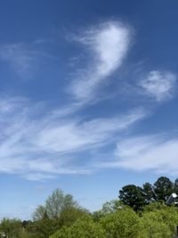 Low angle view of trees against blue sky