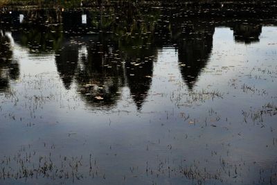 Reflection of trees in water