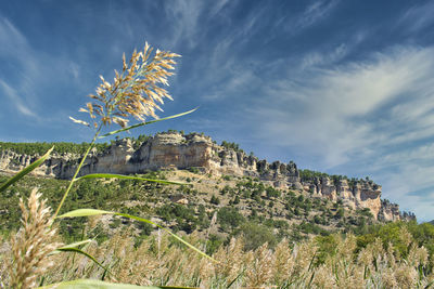 Plants and trees on landscape against sky