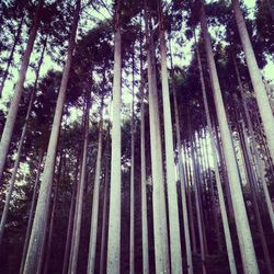 Low angle view of trees in forest