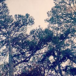 Low angle view of bare trees against sky