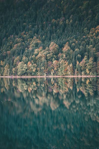 Reflection of trees in lake