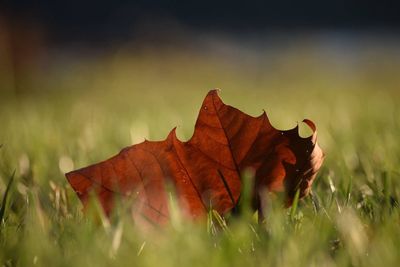 Close-up of dry leaves on grassy field