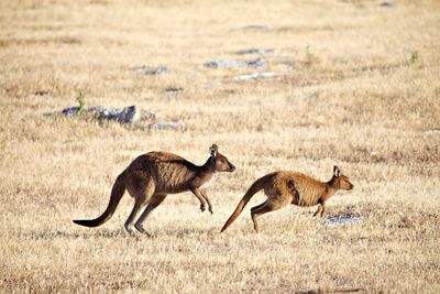 Kangaroos jumping along