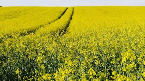 Scenic view of oilseed rape field