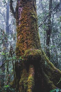 Low angle view of trees in forest