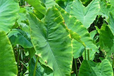 Close-up of fresh green leaf