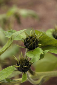 Close-up of insect on plant