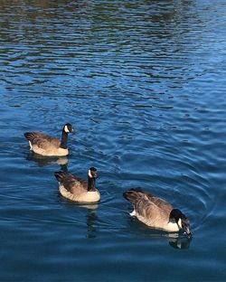 Ducks swimming in lake