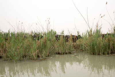 Scenic view of lake