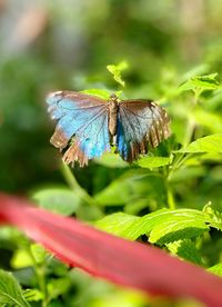 Close-up of butterfly pollinating on flower