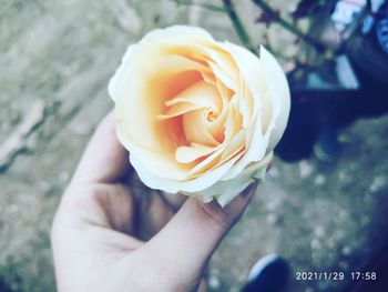 Close-up of hand holding rose