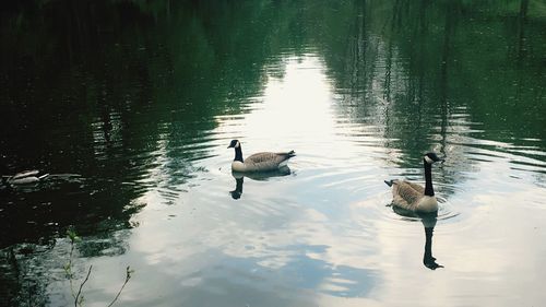 Ducks swimming on lake