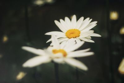 Close-up of white daisy flower